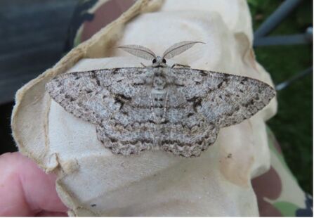 The marvel of moths at Newdigate | Surrey Wildlife Trust
